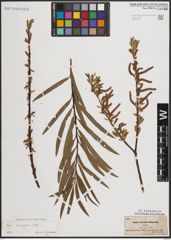 Foto von Salix eleagnos Scop.